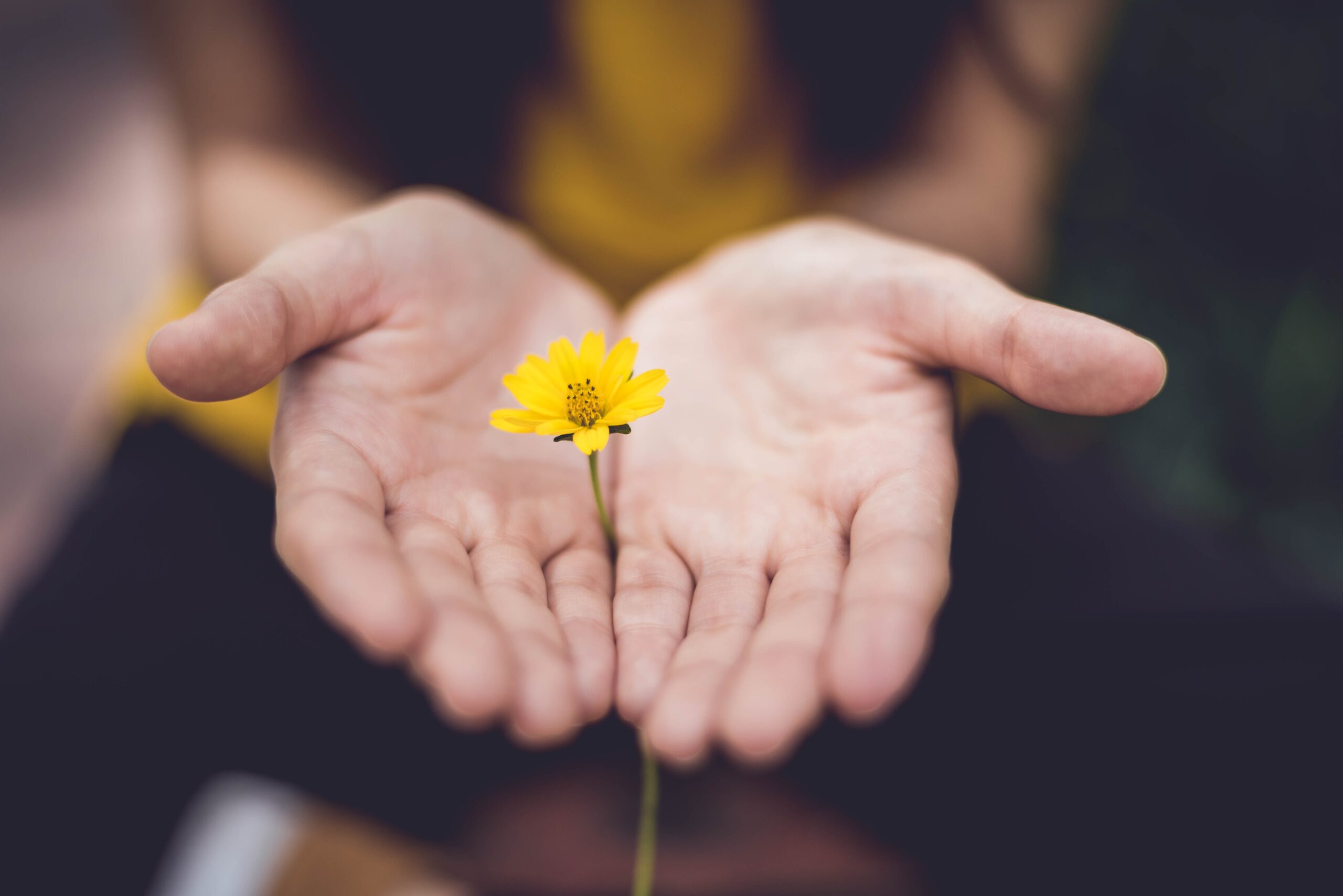 open hands holding yellow flower