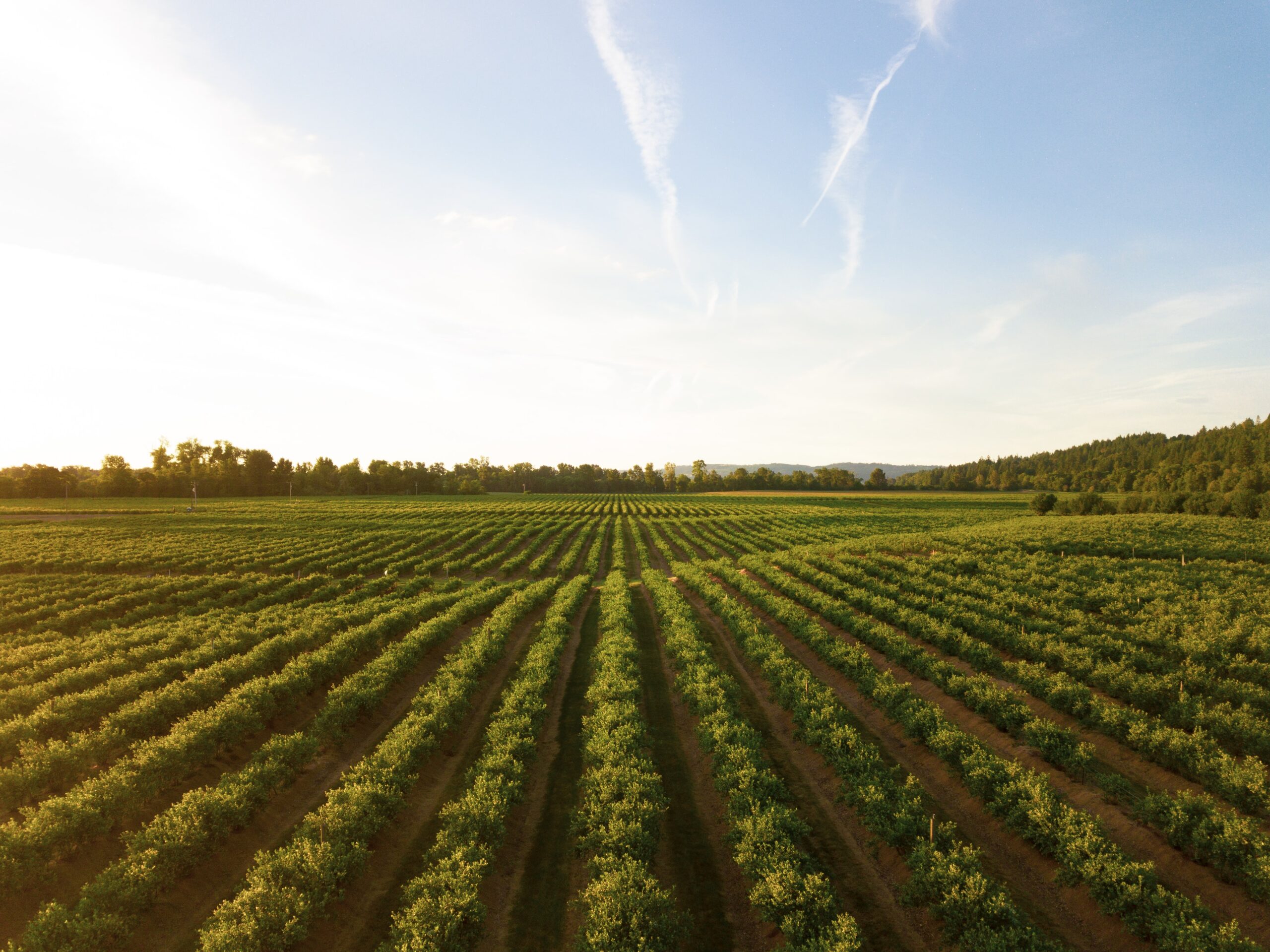 open field of crops stretching into the horizon