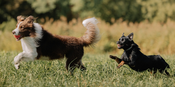 Deux chiens qui courent dans un champ